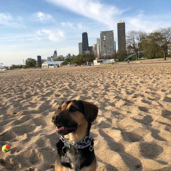 Meet your Posher, Ryne - Picture 1 of 1